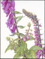 Digitalis purpurea