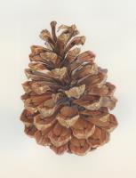 “Pine cone”