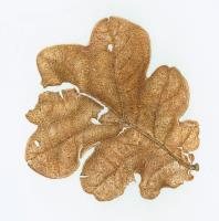 New Forest Oak Leaf