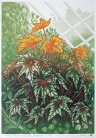 Monty - Begonia Little Brother Montgomery