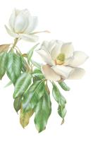 "Magnolia flowers"