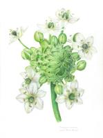 Star of Bethlehem