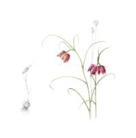 Fritillaria meleagris- Silence of Spring Meadows