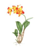 Rhyncattleanthe Burana Beauty