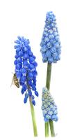Spring Grape Hyacinth
