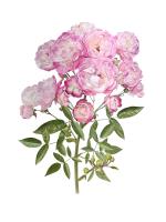 Rosa chinensis