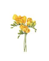 Freesia