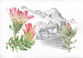 Protea eximia and Mimetes cucullatus at Kirstenbosch Botanical Garden