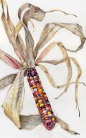Glass Gem Corn