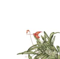 Masdevallia BellaVallia