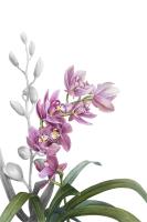Cymbidium sp.