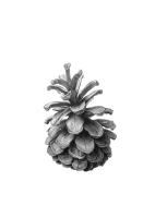 Pinus sp. - cone