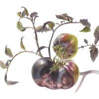 Black tomatoes