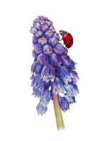 Muscari
