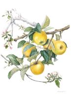 Malus domestica ‘Shinano Gold’