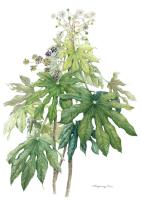 Fatsia japonica
