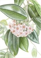 Hoya carnosa
