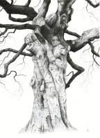 Gnarled beech