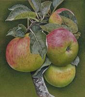 Apples
