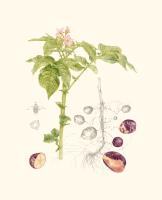 Solanum tuberosum 'Mr Little's Yetholm Gypsy'