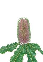 Banksia robur