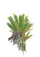 Asplenium nidus