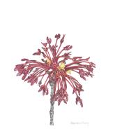 Acer Samaras