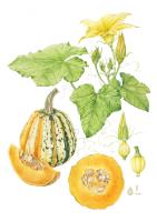 The Botanical life of Pumpkin - from Seed to Harvest