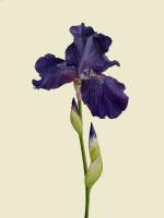 The elegant Bearded Iris