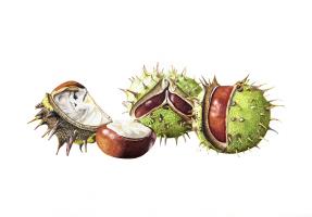 Horse Chestnuts, stages of opening