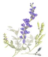 Blue False Indigo (Baptisia australis)