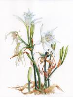 Sea Daffodil (Pancratium maritimum)