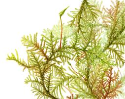 Thuidium cymbifolium