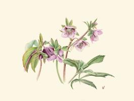 Helleborus orientalis