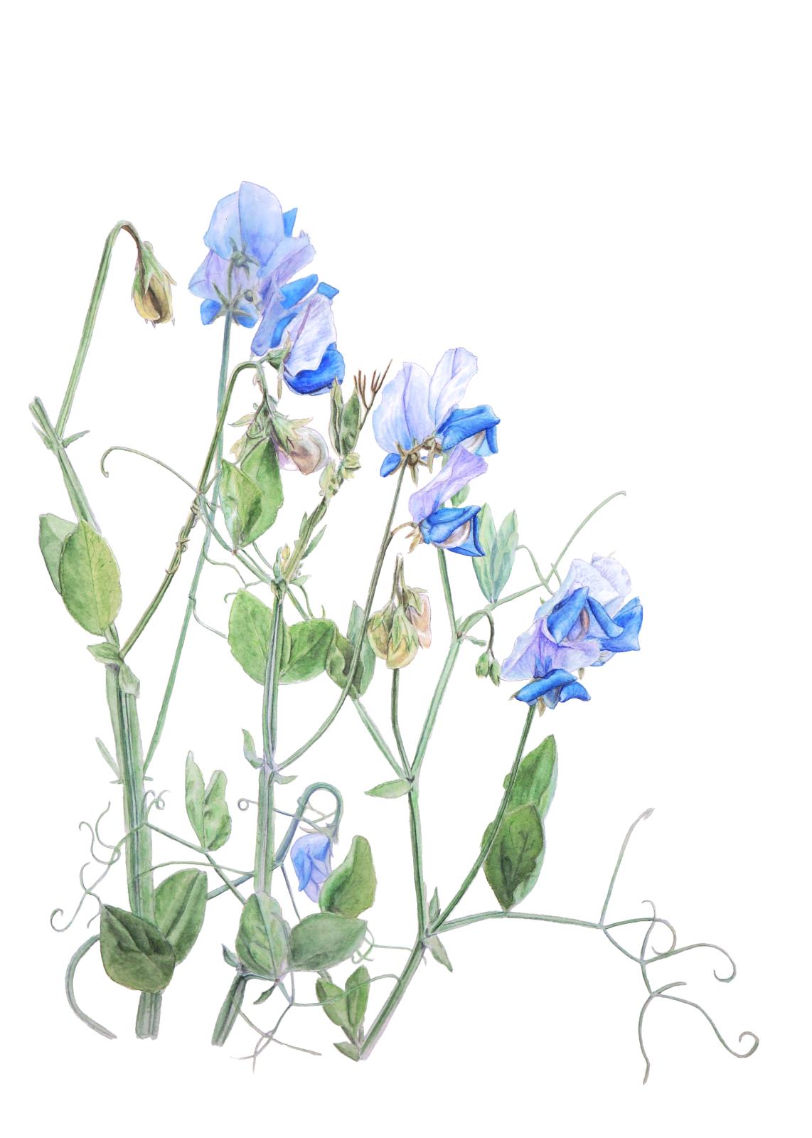 Lathyrus odoratus