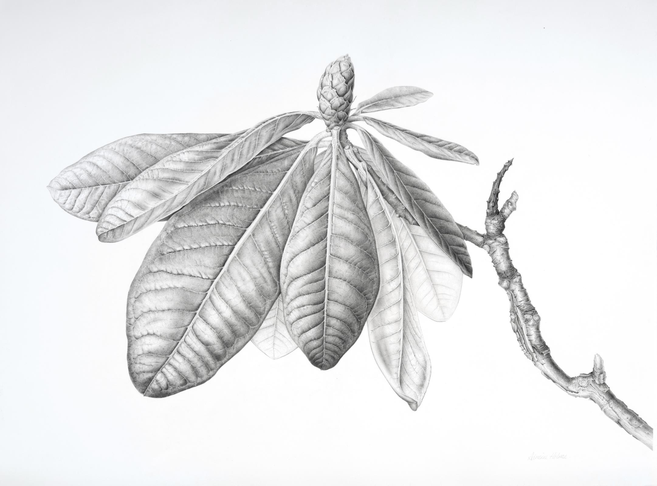 Rhododendron sinogrande 