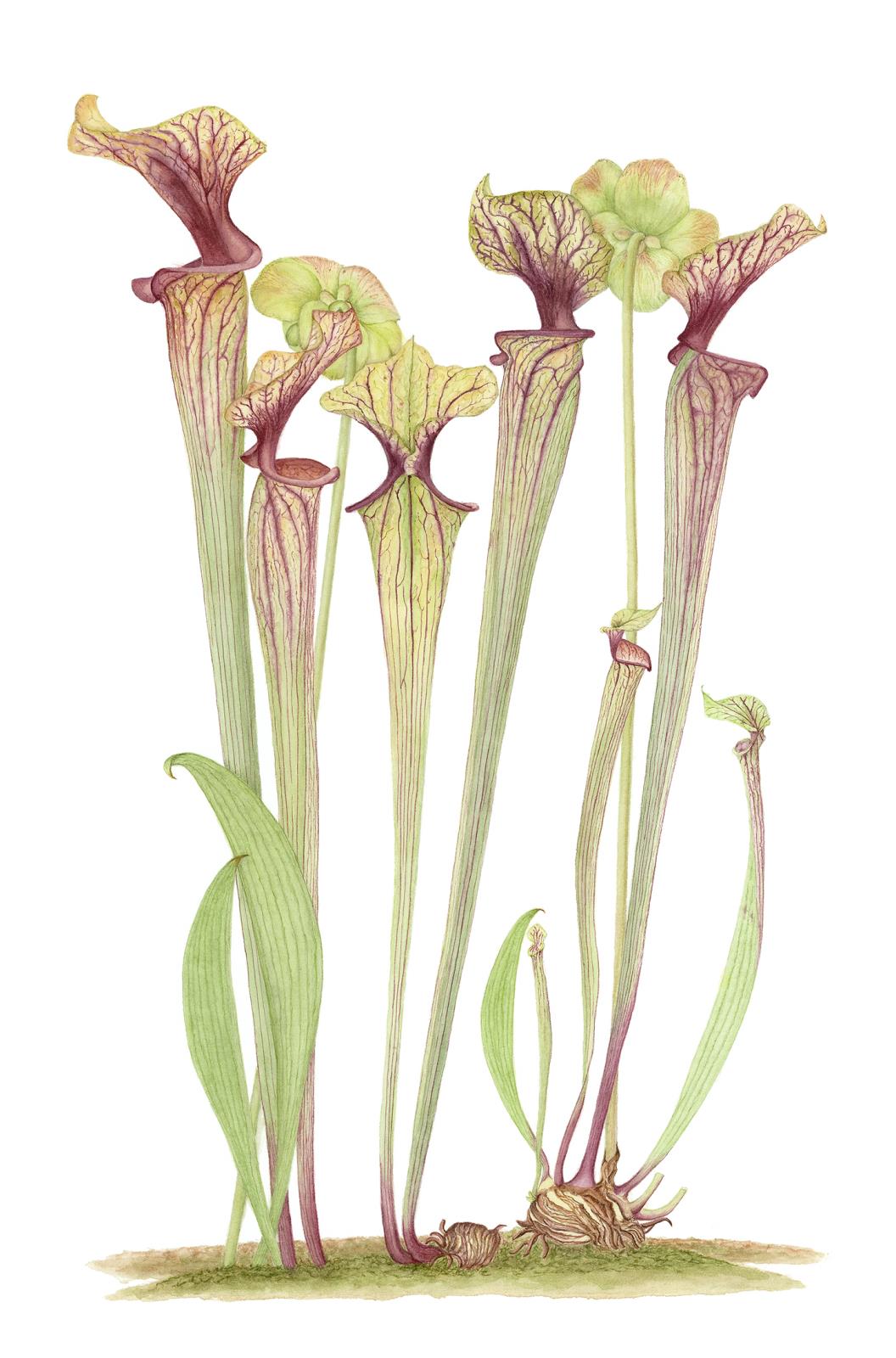 Sarracenia oreophila var. ornata