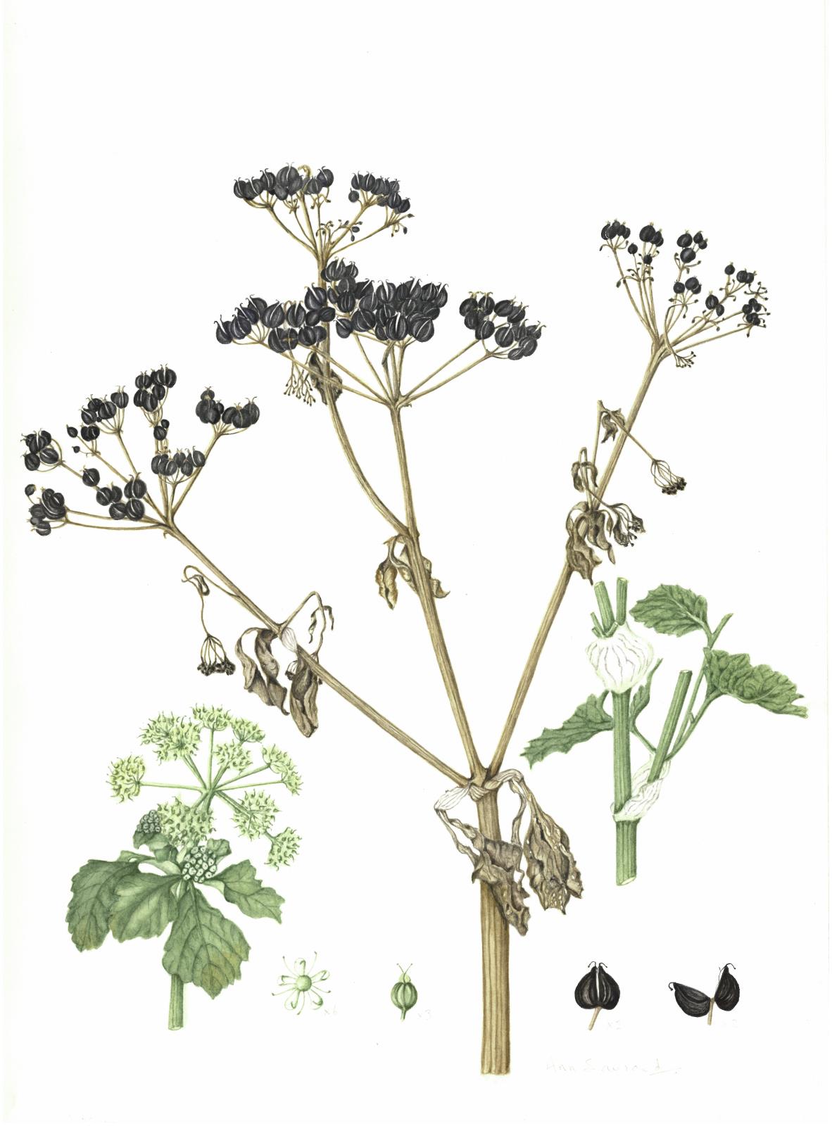 Alexanders seedheads - Smyrnium olusatrum