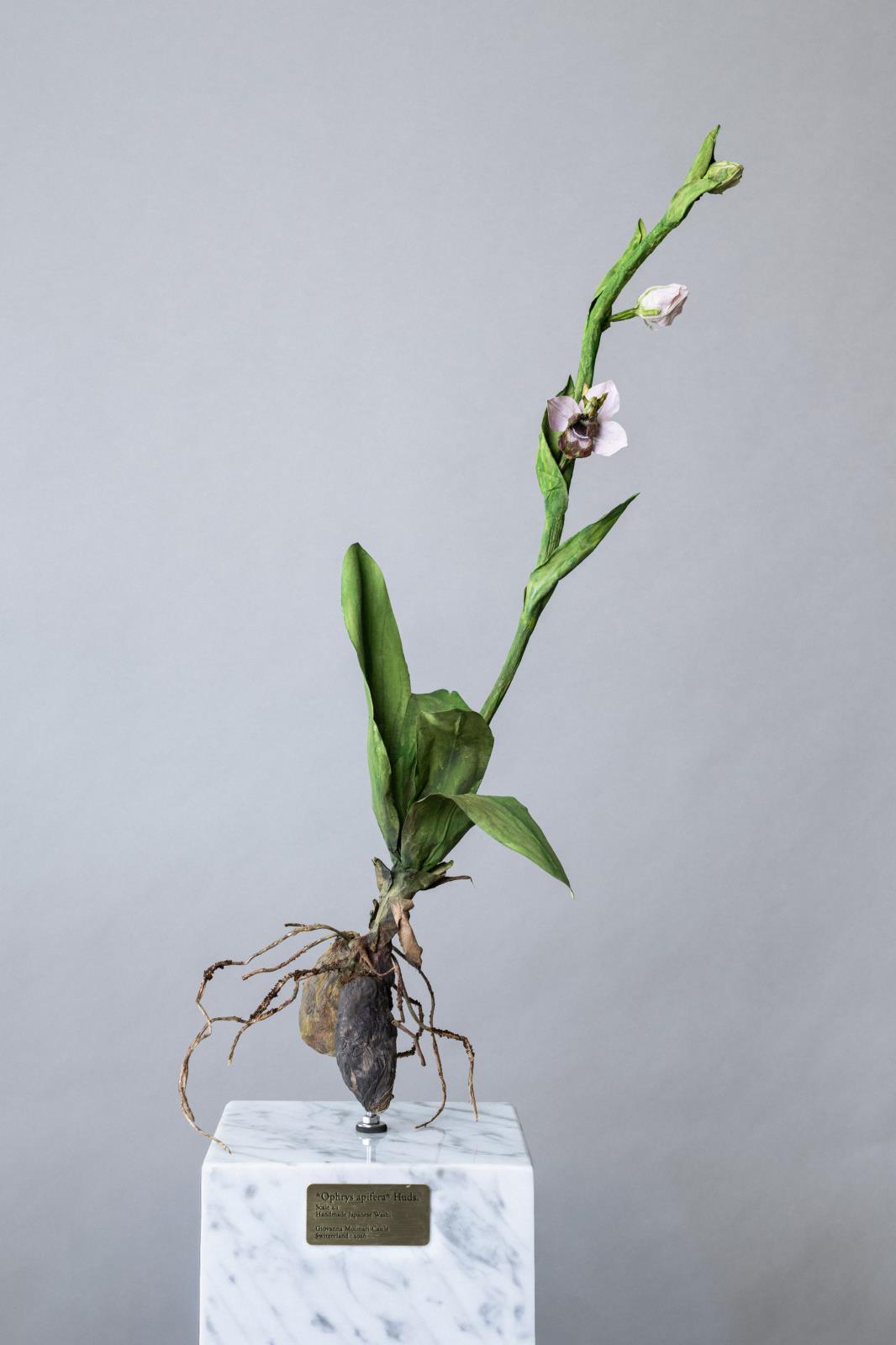 Ophrys apifera