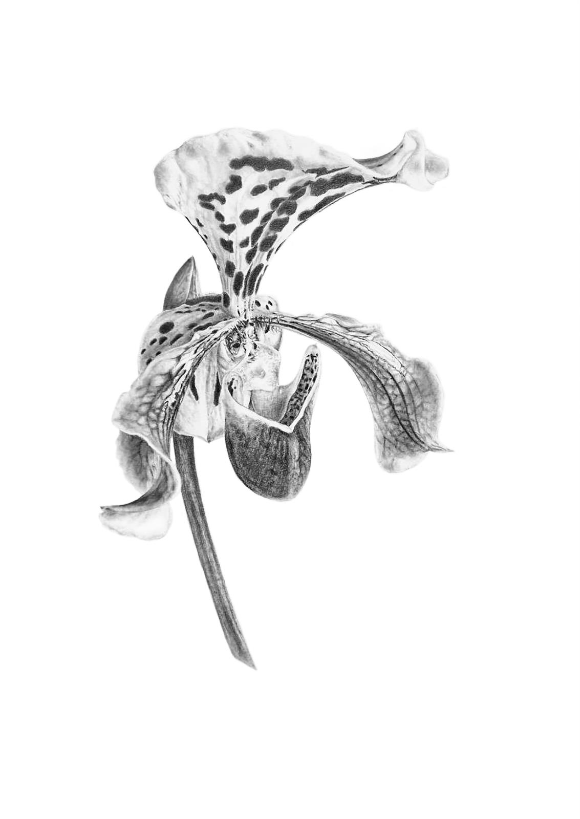Paphiopedilum: Lady’s Slipper