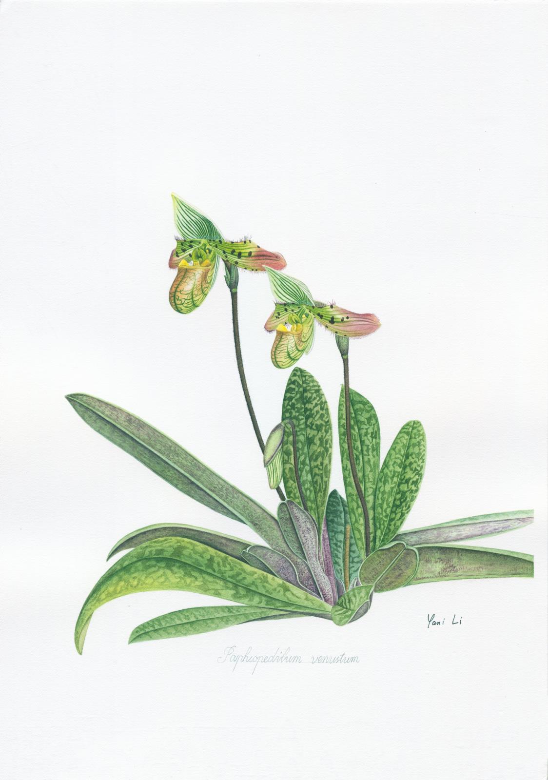 A Study of Paphiopedilum venustum