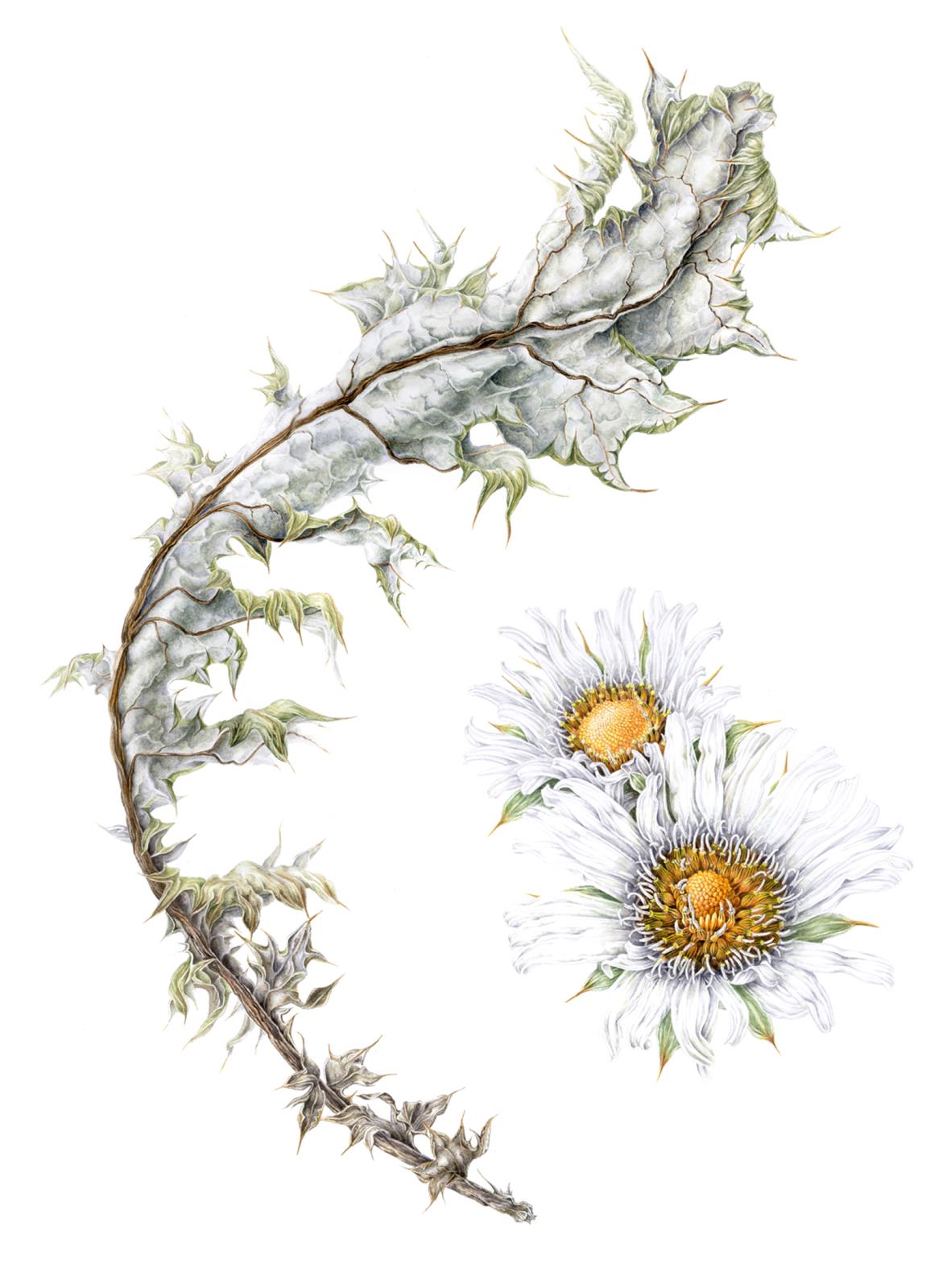 Berkheya cirsiifolia - Silver thistle