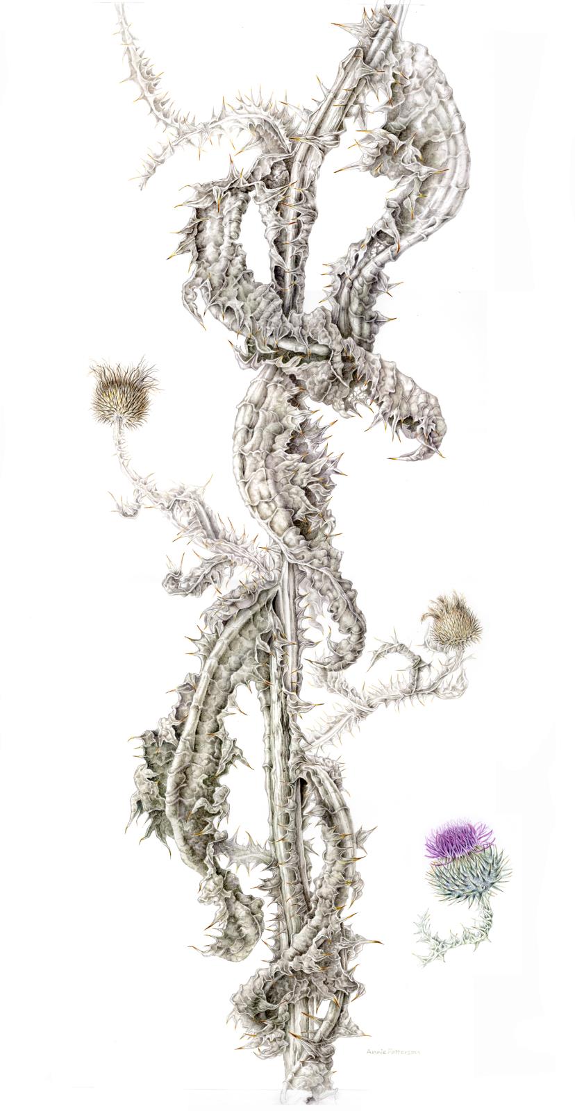 Onopordum acanthus - Scottish thistle