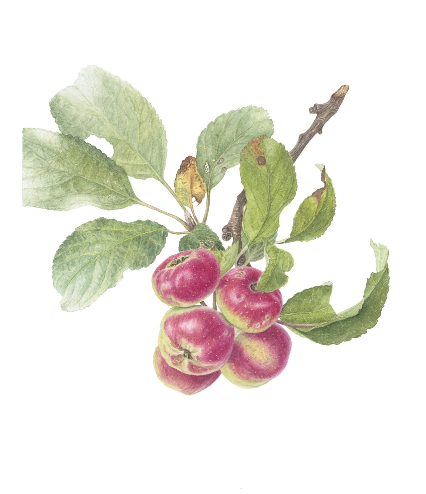 Malus communis - Pomme d'Api