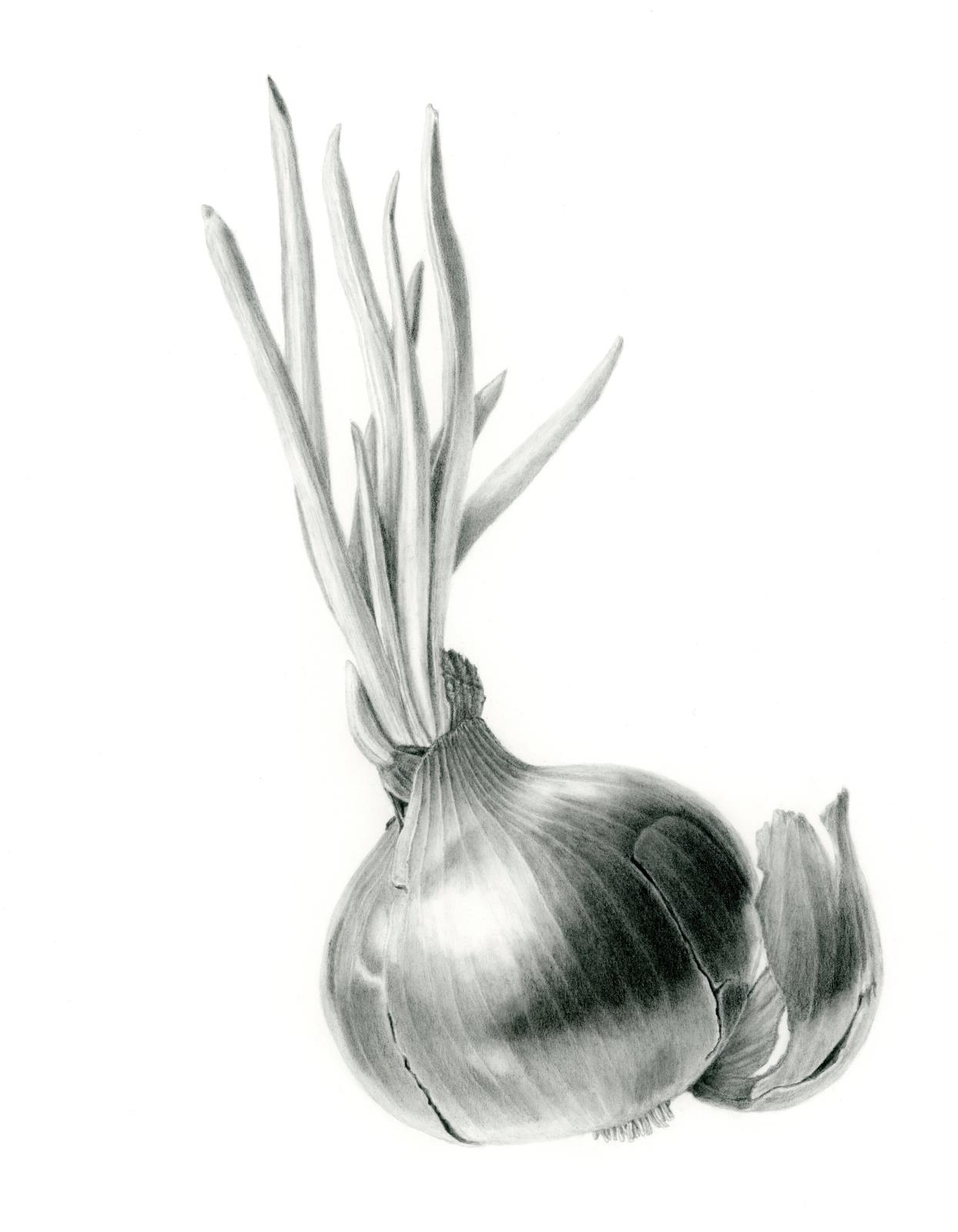 Red onion in graphite