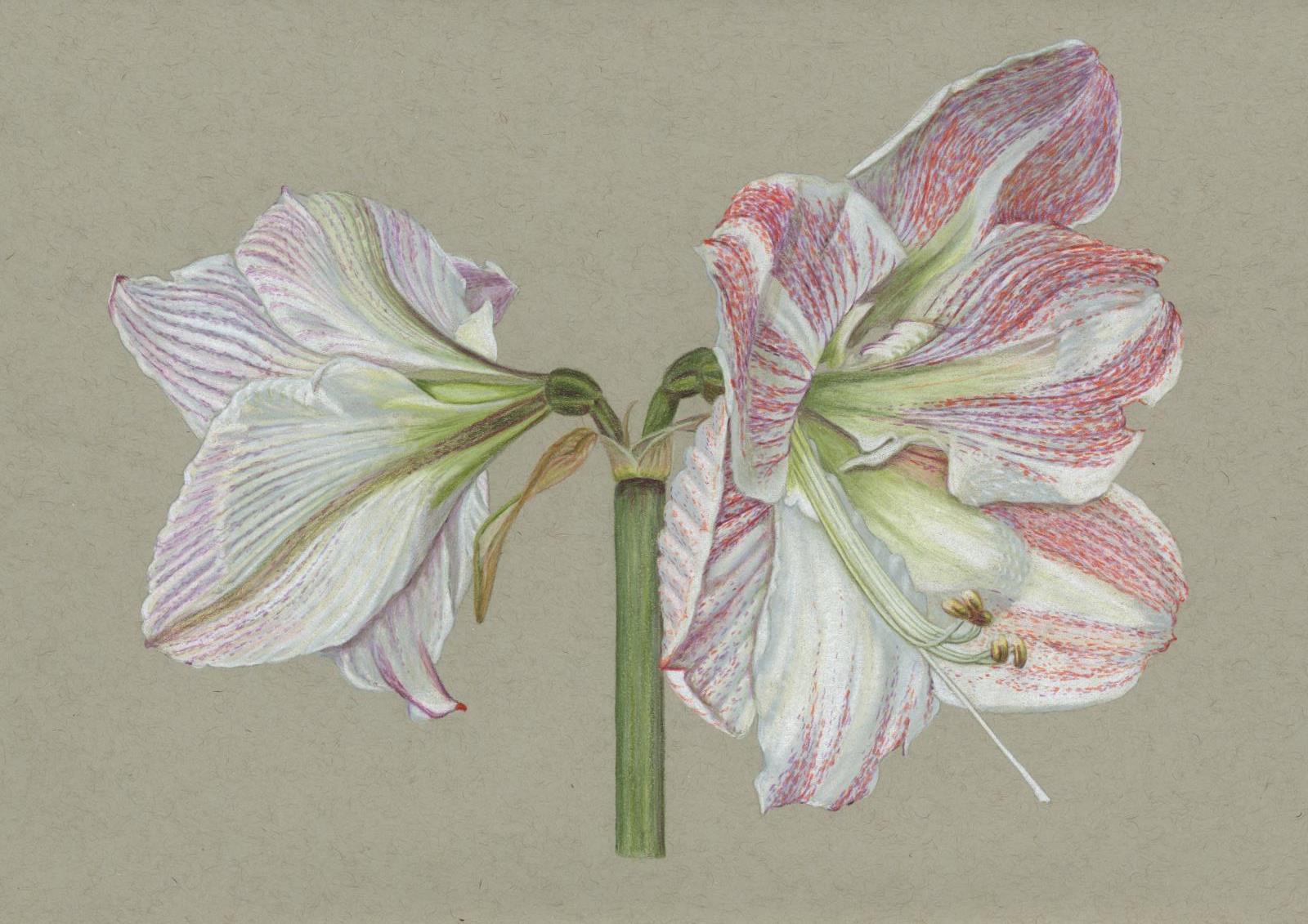Hippeastrum Pink White