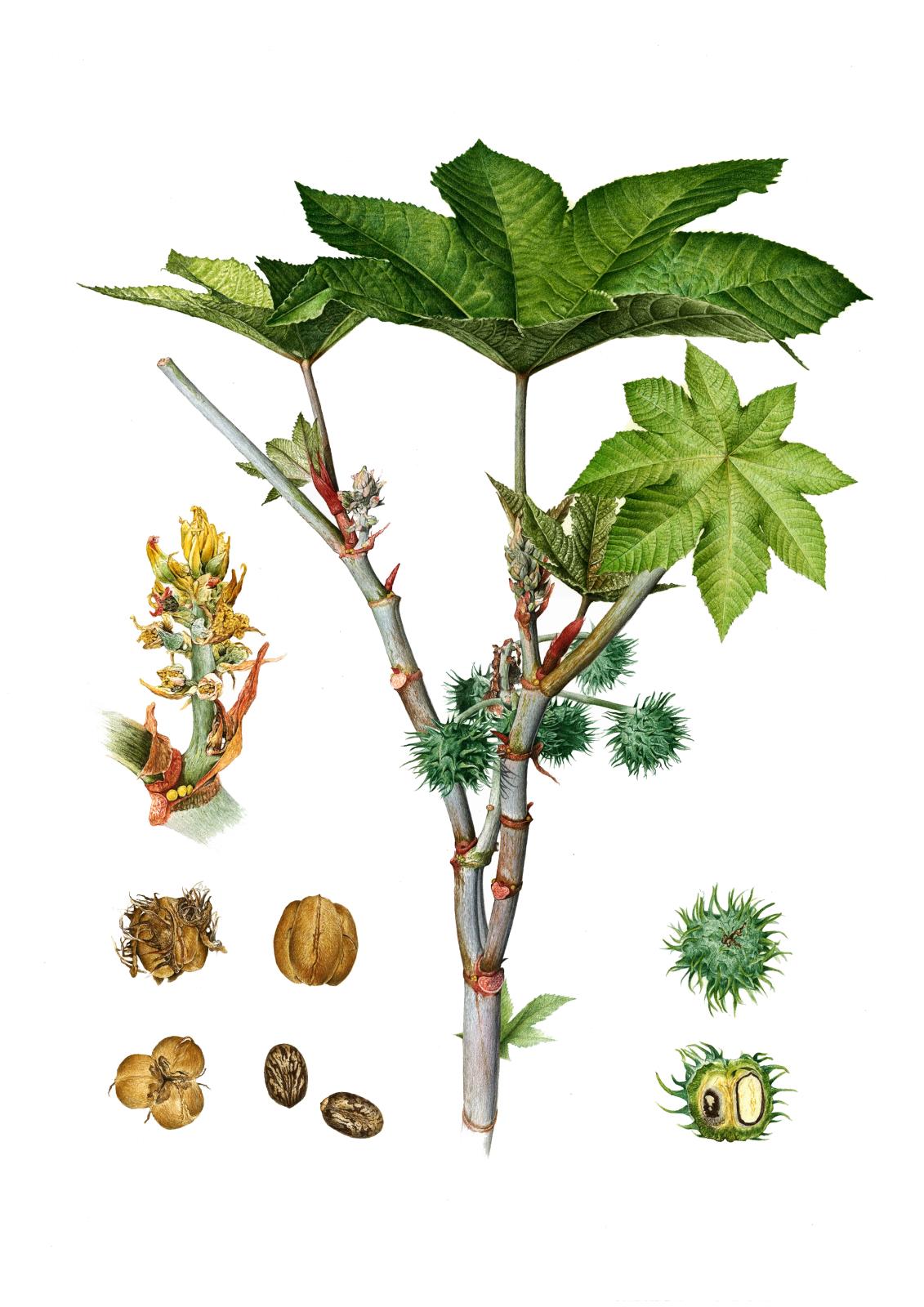 Ricinus communis