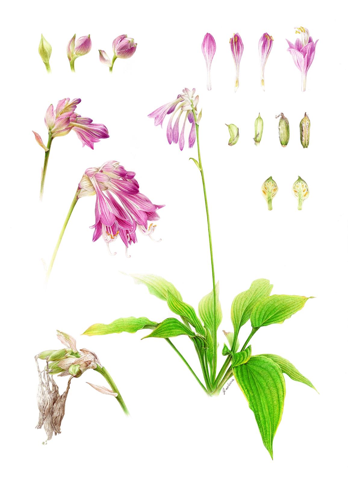 Hosta capitata