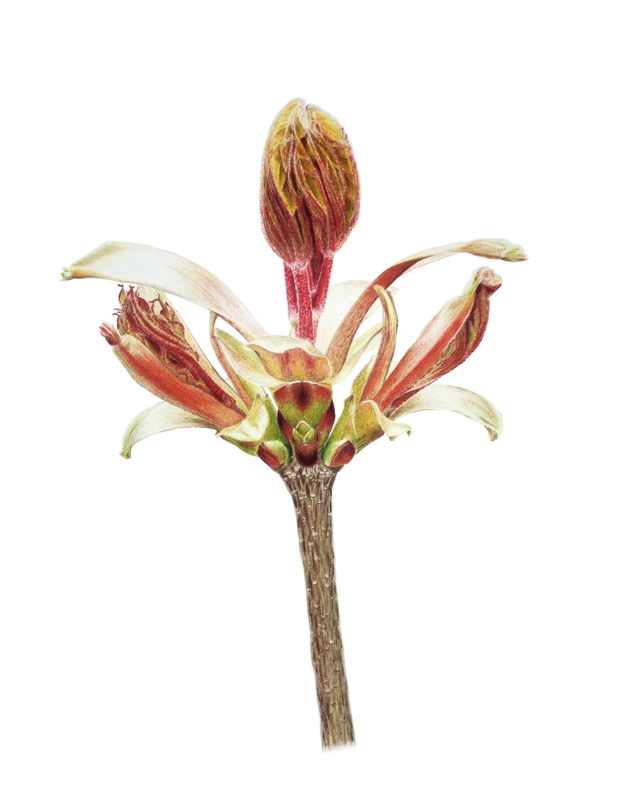 Young shoot of the holly maple