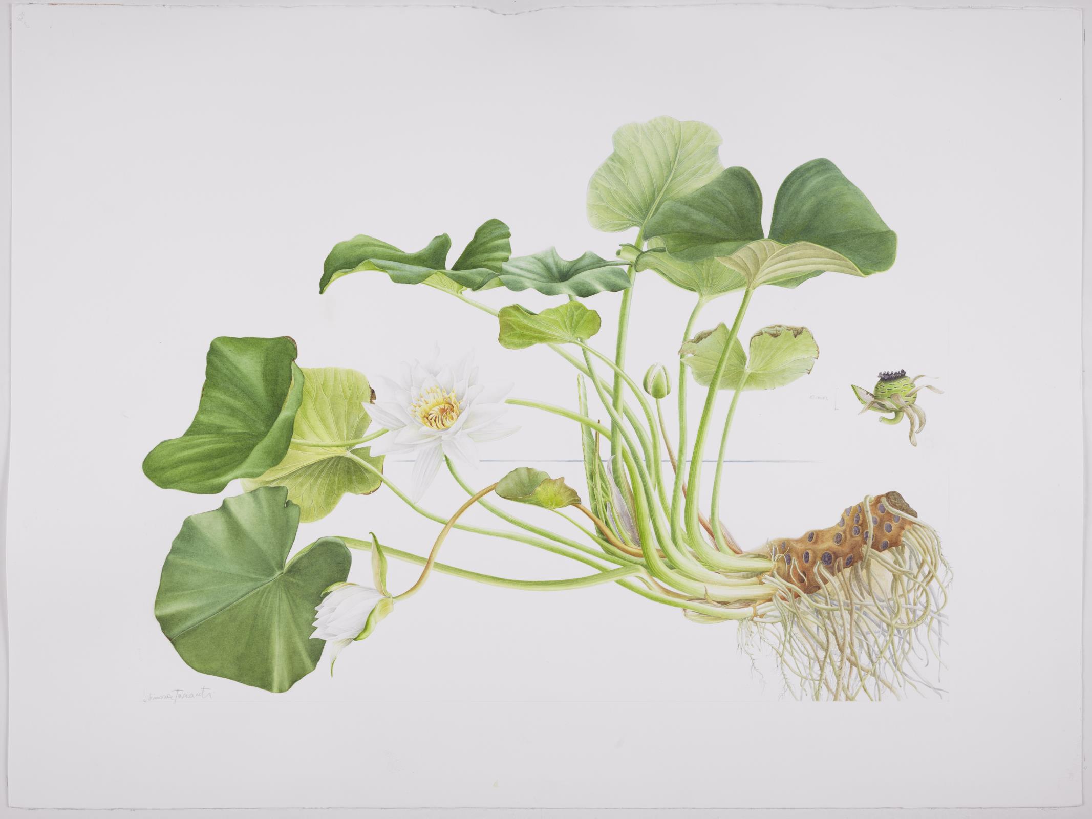 Nymphaea alba L. 